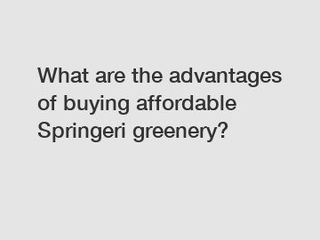 What are the advantages of buying affordable Springeri greenery?