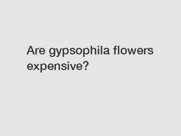 Are gypsophila flowers expensive?