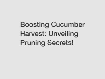 Boosting Cucumber Harvest: Unveiling Pruning Secrets!