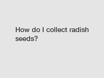 How do I collect radish seeds?