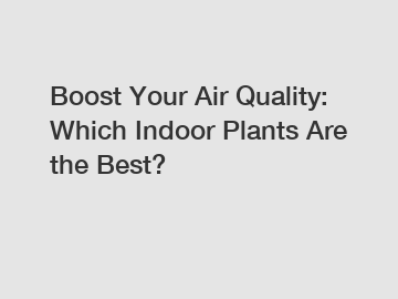Boost Your Air Quality: Which Indoor Plants Are the Best?